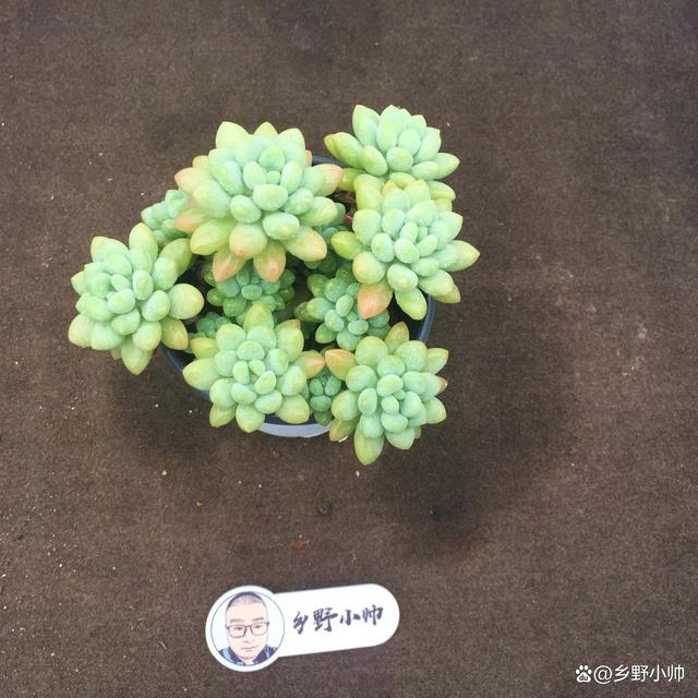 分享精品多肉，群生的小老桩，一起看看吧