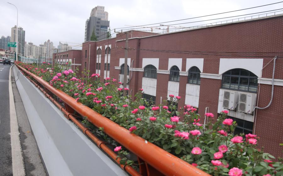 市绿化管理部门开展高架沿口绿化景观保障巡查调研
