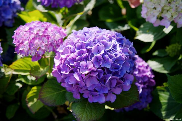 立秋后扦插5种漂亮花，沾土生根，插多少活多少