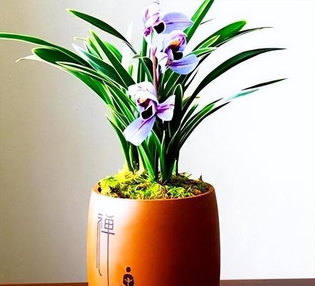 寓意“紫气东来”，花色罕见，兰香浓郁，花开之后仙气十足