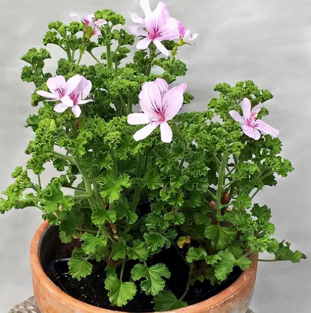 温度高，8种花再旱也“不能喷水”，不是唬人，都是花钱买的教训