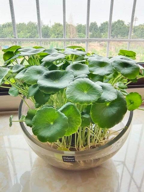客厅要种上4种“护宅花”，可不是迷信，是老一辈传下的智慧