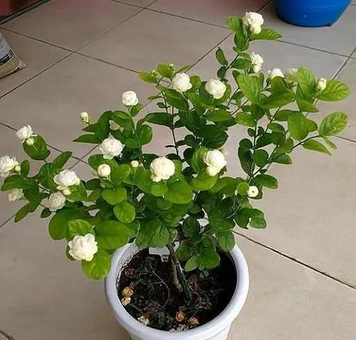 7种漂亮花，越热越“出彩”，6、7月养花首选，适合新手