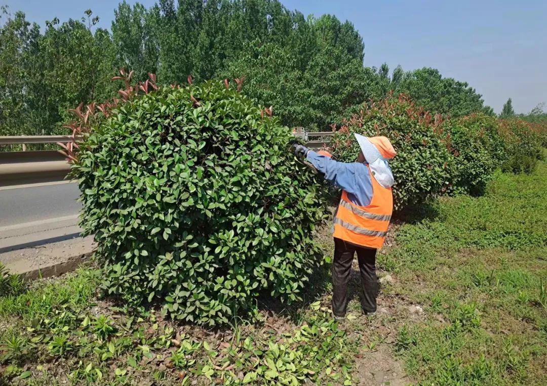 铜山公路站：修剪中分带绿化 营造良好通行环境