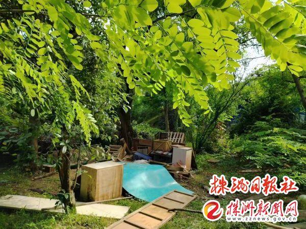荷塘城管推进园林绿化整治 助力“百日攻坚”行动