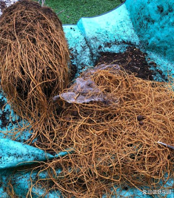 秋季盆栽换盆旺季来了，注意4个观察4点注意，换盆后盆栽长得旺