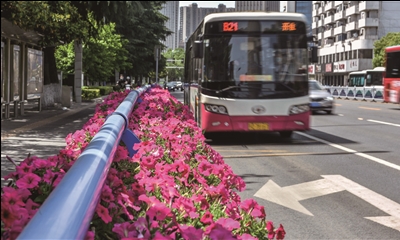 30余种花卉，争扮常州道路“颜值担当”