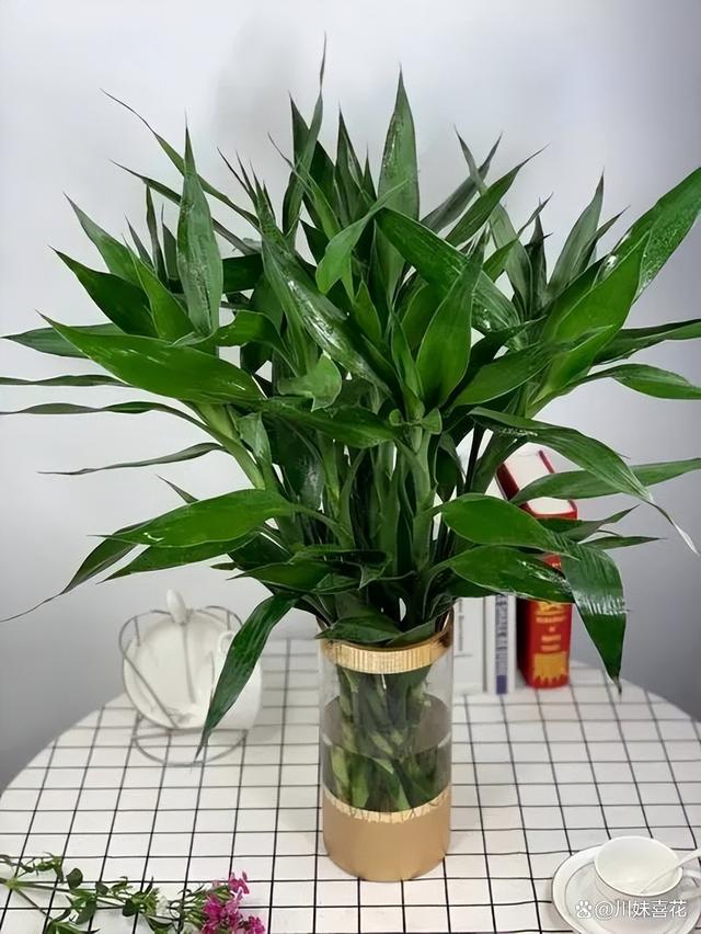 居家养花推荐你养这5种，寓意美好带来好兆头，皮实好养适合新手