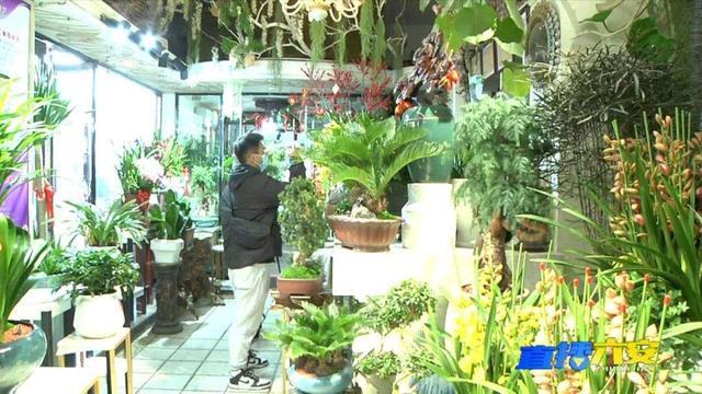 六安花卉市场迎旺季，鲜花绿植正走俏！