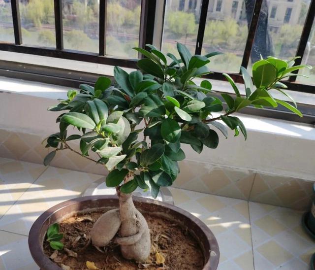 聪明人都喜欢养的5种花，能身体强壮，还越来越“富有”！