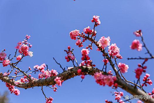 梅花的生长环境和栽种方法
