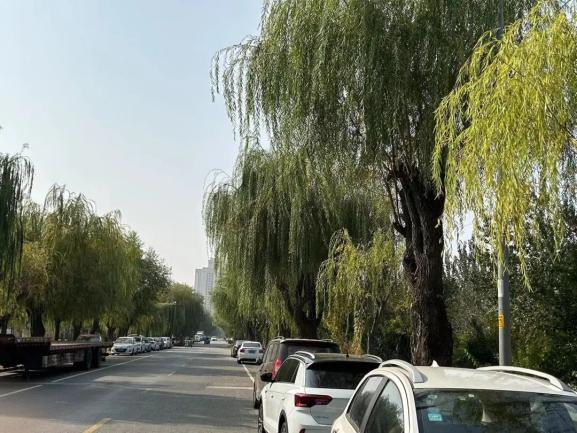 提升城市“颜值”！福山园林绿化忙修剪
