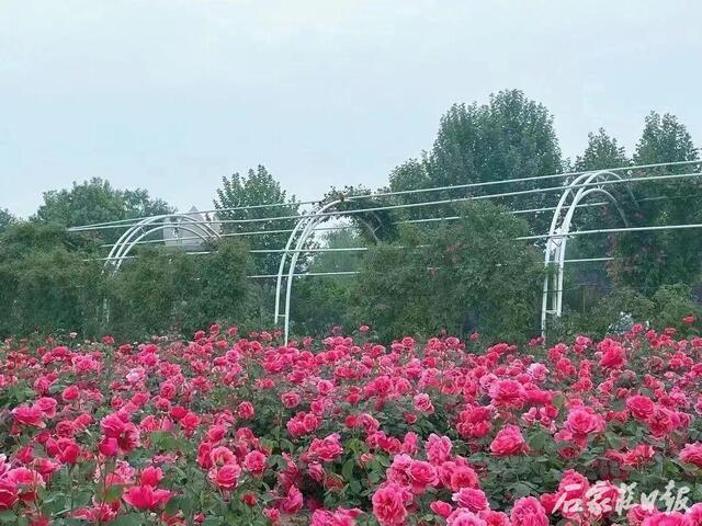 风吹花动，芬芳满园！石家庄市植物园20万余株近百种月季花竞相开放
