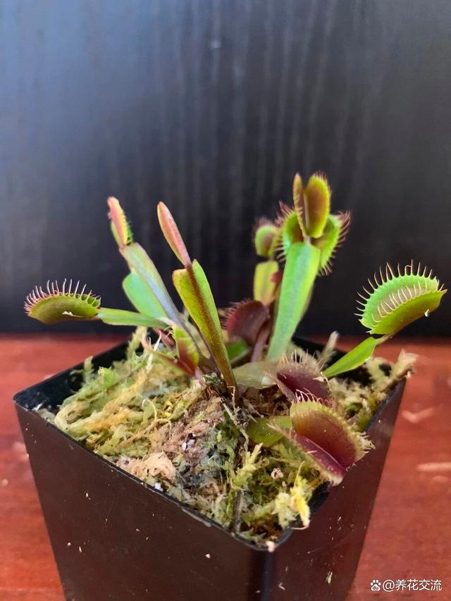 水苔养花的5大作用，可以大大提高养花技巧，赶紧学起来