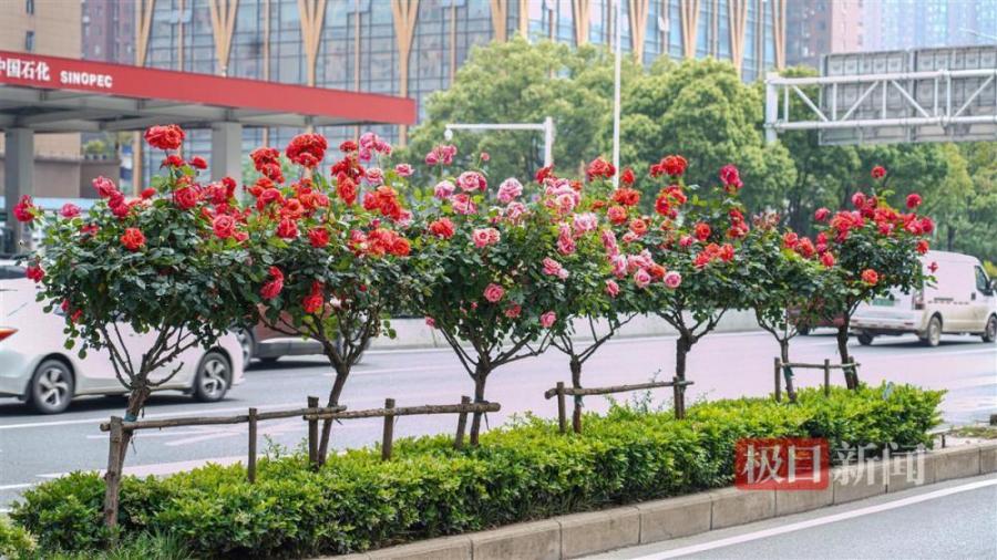 武汉：请叫我“玫瑰之城”