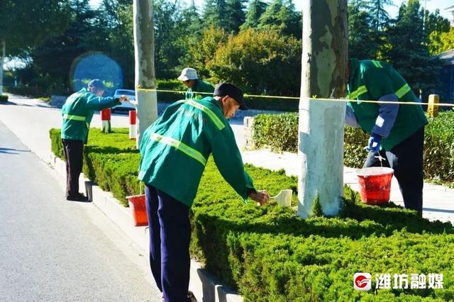绿化树穿“秋裤”防寒防虫准备过冬