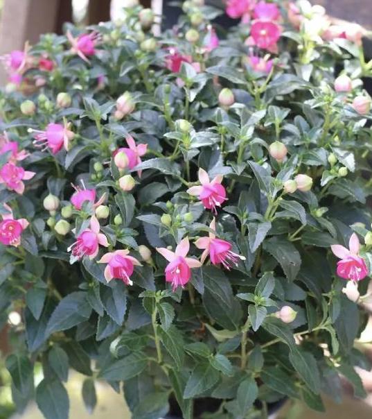 夏天养5种花，选择北阳台，不然“收空盆”！