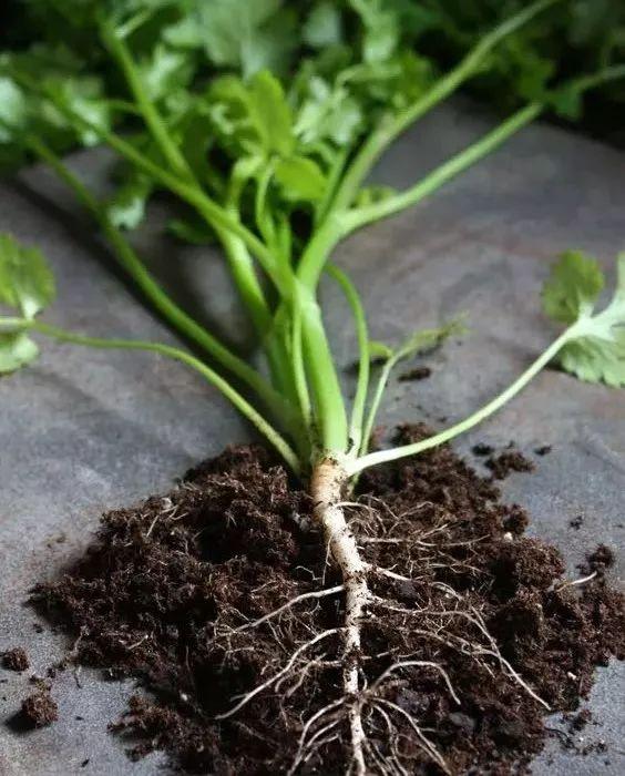 阳台养花老是收空盆？别急，用空盆学种6种菜，蔬菜自由惹人羡
