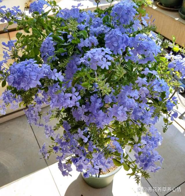 6月底，给这5种花“渴口醋”，叶片绿油油，开花还鲜艳