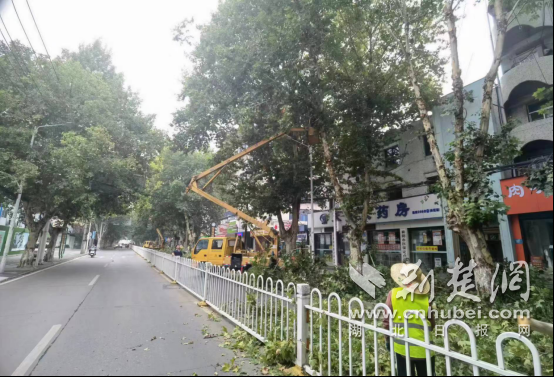 襄阳市夏季法桐修剪拉开序幕 提升城市道路绿化“颜值”