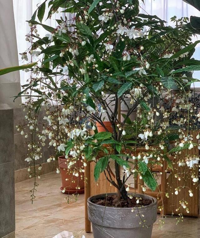 网红盆栽“垂丝茉莉”—花如群蝶飞舞，香气四溢怡人，优雅大气