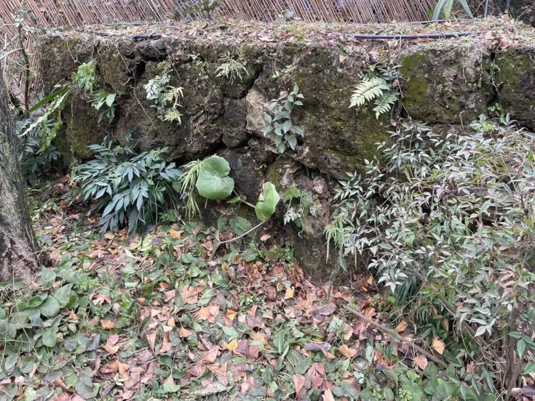 岩石墙变景观墙～上海植物园草药园添新看点