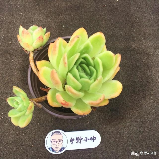 分享精品多肉，群生的小老桩，一起看看吧