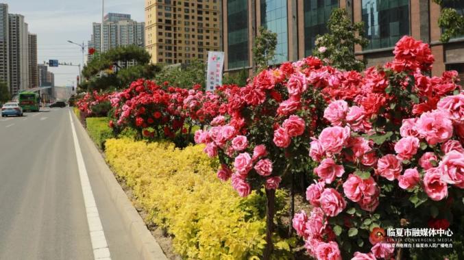 临夏市：不负夏日好时光 园林绿化养护忙