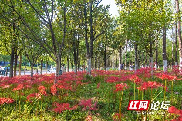 绿化带里还藏着多少惊喜？坐标长沙岳麓区：彼岸花盛放