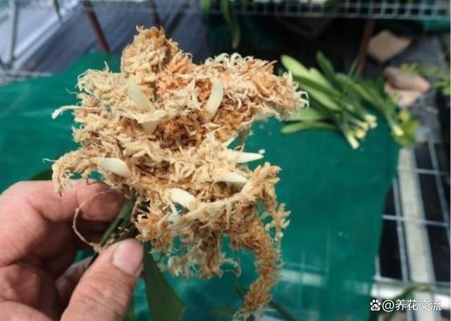 水苔养花的5大作用，可以大大提高养花技巧，赶紧学起来