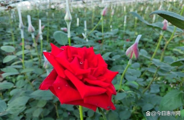 赏花正当时！惠州这些花海欢迎你……