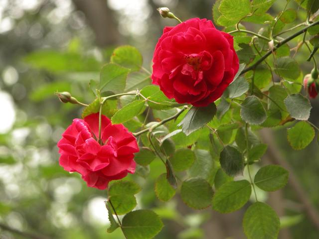 早春月季花出现这种黄叶，要及时处理
