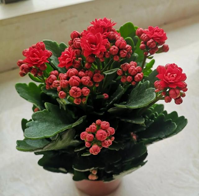 冬季养长寿花，需要做好4件事，不然难以开花，浪费时间