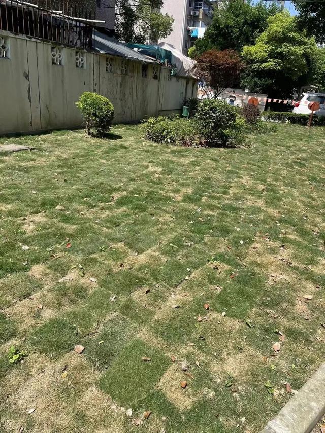 “异地补绿”，让小区绿化改造有了新思路