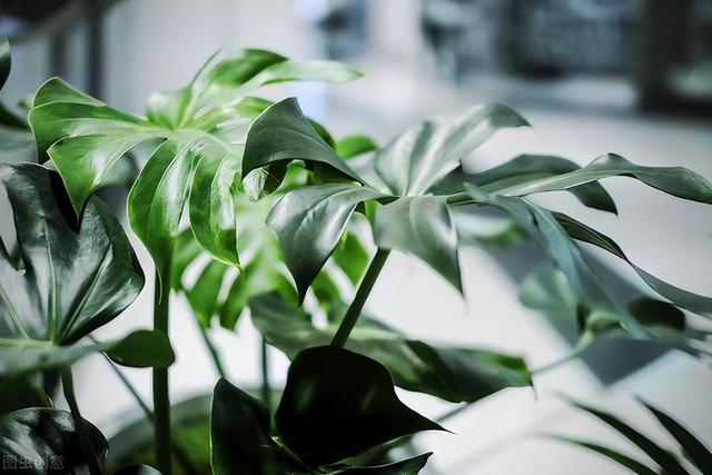 家里种什么植物好？这7种“高端”绿植，看着舒心又好养