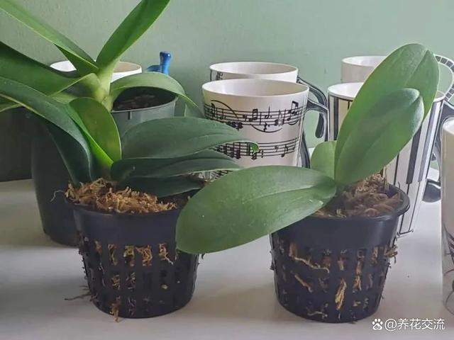 水苔养花的5大作用，可以大大提高养花技巧，赶紧学起来
