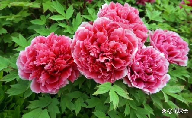 秋冬时节，养这5种花注意了：它们最怕浇水，浇一盆枯一盆