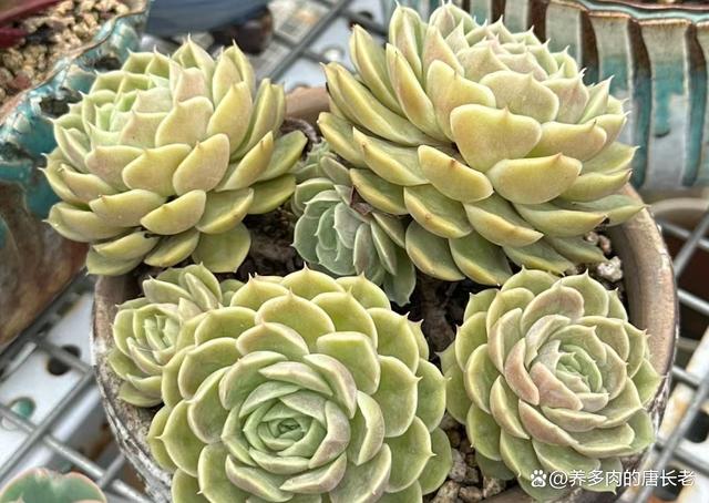 多肉昂斯诺度夏难吗？夏天应该怎么养？只花3分钟就让你了解清楚