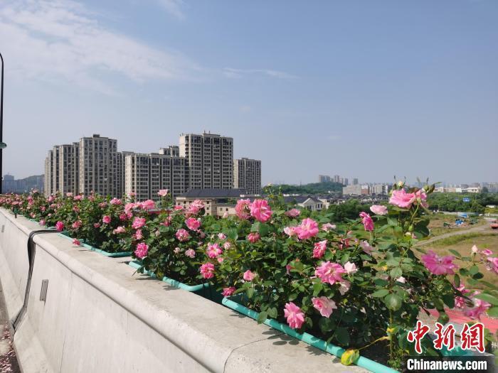 江杭州215万高架月季绽放 民众开启“走花路上班”模式
