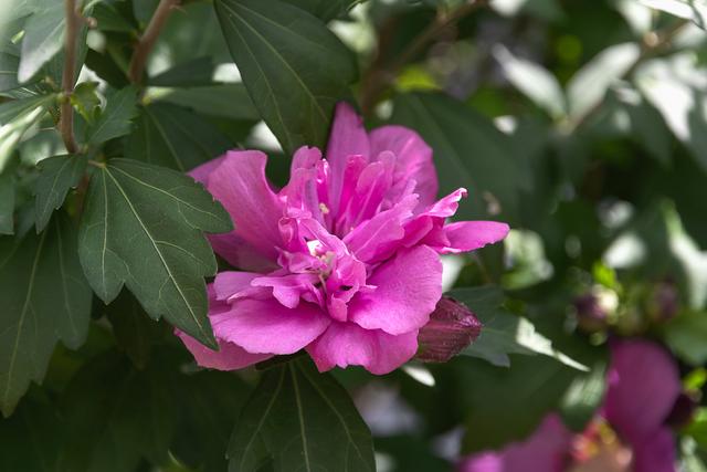 木槿花好养吗？