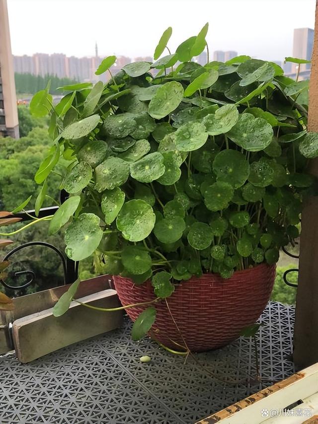 入秋后，家里的5种花经常搬出去淋雨，长势旺盛花开不断