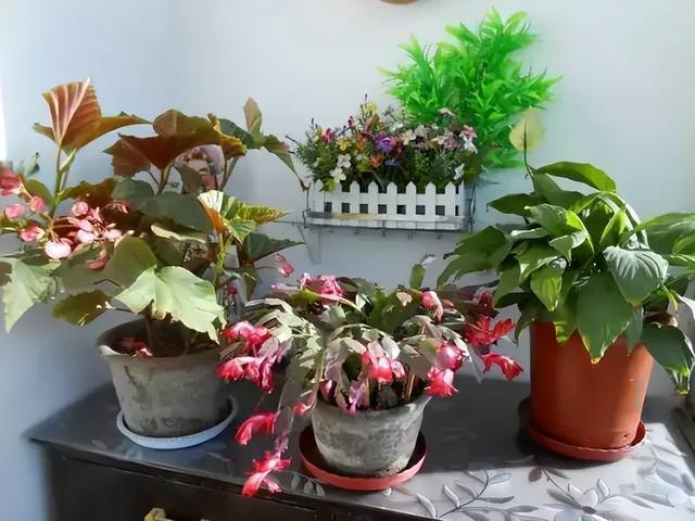 家里养的花别胡乱送人，小心把福气一起送了，损自家，尤其这5种