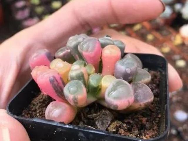 价格贵还难养的2款多肉，妥妥的“智商税”，再好看也不买