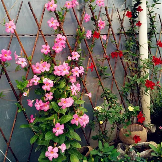 10月份之后，5种花可以“富养”，喝饱长得欢，吃饱“猛开花”