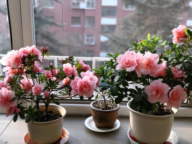 5种花是“酒鬼子”，15天喂一点酒，长势都“刹不住”