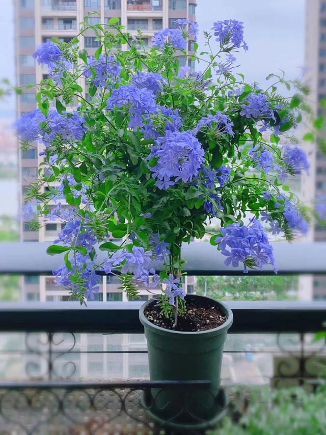 只能浇水，不能喷水、淋雨的9种花，再旱、再热也要管住手