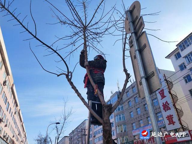 延吉：开展树木修剪及选取树种工作 扮靓城市“颜值”