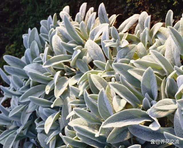 7种有高级灰质感的银叶植物，可不一定适合你