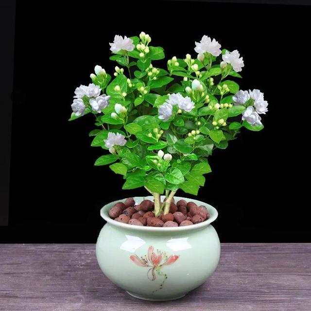 五一后，5种花要“富养”，“吃饱喝足”才能猛开花