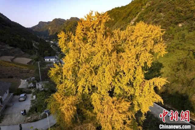 湖北十堰：古银杏惹人醉